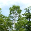 들메나무, 개벚지나무, 거제수나무, 마가목, 각시괴불나무, 개면마, 고비, 산일엽초, 참새발고사리-140525-장군봉(봉화) 이미지