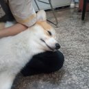 개등드리# 이미지