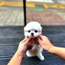 내품에 강아지 이미지