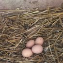 우리집토종닭 이미지