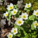 천문대길 이미지