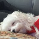 미미코코 이미지