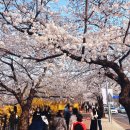 서울 여의도 윤중로 벚꽃축제 이미지