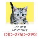 고양이나비캣