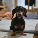 (주)펫바라기 | 강아지 장례식장 비용 펫바라기 이용후기, '행복하게 잘 살거라'