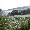 그냥 심심해서요. (24400) 청주 메밀꽃 만개 이미지