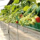 대림농장2 이미지