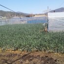 고향산천농장 Daum카페