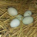 바람골농장 이미지