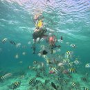 시티스포츠클럽 | 세부 호핑투어 내돈내산 클럽세부호핑 솔직후기