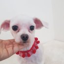 멍군애견 이미지