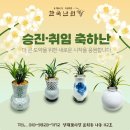 [한국난원] 서울꽃집 고급동양란 이천도자기 작품도자기 승진 취임 선물추천