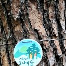 10.22(목) 대관령숲 &amp; 강릉바다 이미지