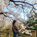 (주)보나비아티제여의도역점 | [GIS 일상] 여의도 벚꽃축제 ㅣ 윤중로 벚꽃길 ㅣ 벚꽃명소 ㅣ 여의도 벚꽃 ㅣ 국회의사당 벚꽃 ㅣ...