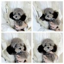 모델독켄넬 이미지