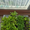 하늘빛 닭섬 이미지