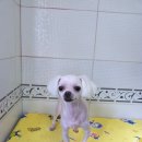 조이펫살롱 이미지