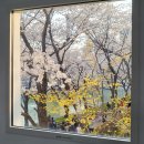 신양 벚꽃길 | 석촌호수 벚꽃 실시간 개화시기 잠실 데이트 코스