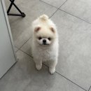 멍멍아 미용하러 가자 이미지