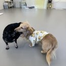 해피훈트 이미지