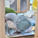 앵무세상 | 당진 가볼만한 곳 삽교호 앵무새 카페 ‘앵무세상’ 방문기｜앵무새 체험과 힐링을 한 번에!