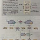 [오픈채팅방 질문 공유][영양학] 콜라겐 구조 이미지