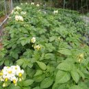 [주간메일 331] 감자 꽃 이미지