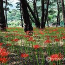 자연기업주