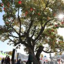 제15회 청송사과축제 이미지