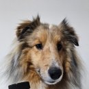 덤 | 필수 영양제 오메가 덤 소프트 270 체험 후기 💛