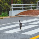 옥순봉 출렁다리 관광안내소 이미지