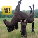 제주의 제주마 이미지