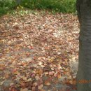 보문호수 이미지