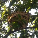 밤나무집 이미지