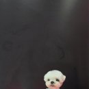 루이스독 이미지