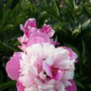 곡성-041 이미지