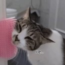 그루밍 타임 이미지