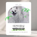 멍멍아 또 와 이미지