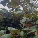 진해기술지원과(진해농업기술센터) 이미지