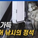 여수 돌문어 이미지