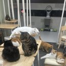 캣인큐브 이미지