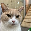 댕댕냥냥 이미지