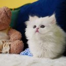 부산강아지분양 고양이분양 베스트펫 본점 | [베스트펫 부산본점] 남포동 고양이 분양｜먼치킨 분양샵 후기·가격 문의