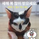 고양이 소개글 이미지