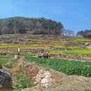 남해-137 | 🌼 남해 파라다랑스 관광 후기 (3월 24일 개화 상황)