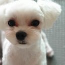 그루밍멍멍 이미지