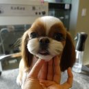 보우동물병원 이미지