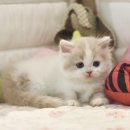 먼치캣 네이버블로그