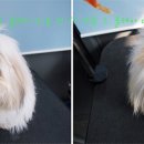 혼자두면 장판뜯어서 차린 개카페 이미지