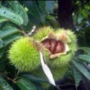 정경농장 이미지